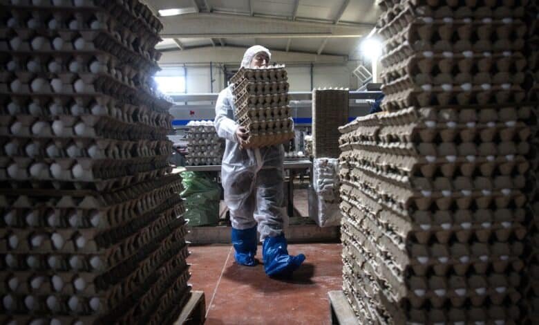 $ 70,000 more a year for eggs: how price increases are harming small businesses
